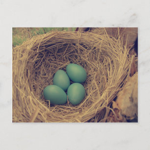 Postal Robin Nest y Eggs