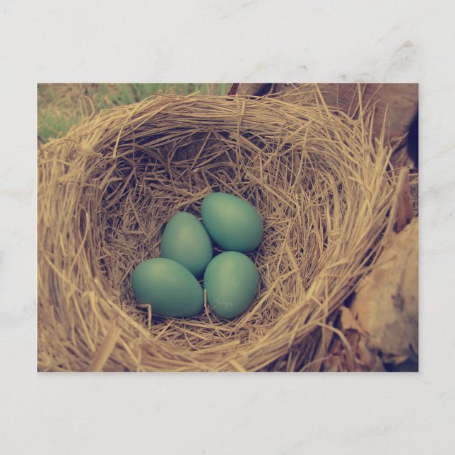 Postal Robin Nest y Eggs (Anverso)