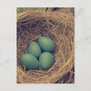 Postal Robin Nest y Eggs