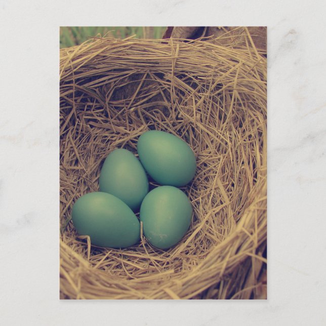 Postal Robin Nest y Eggs (Anverso)