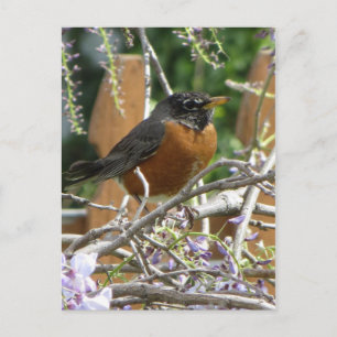 Postal Robin On Branch