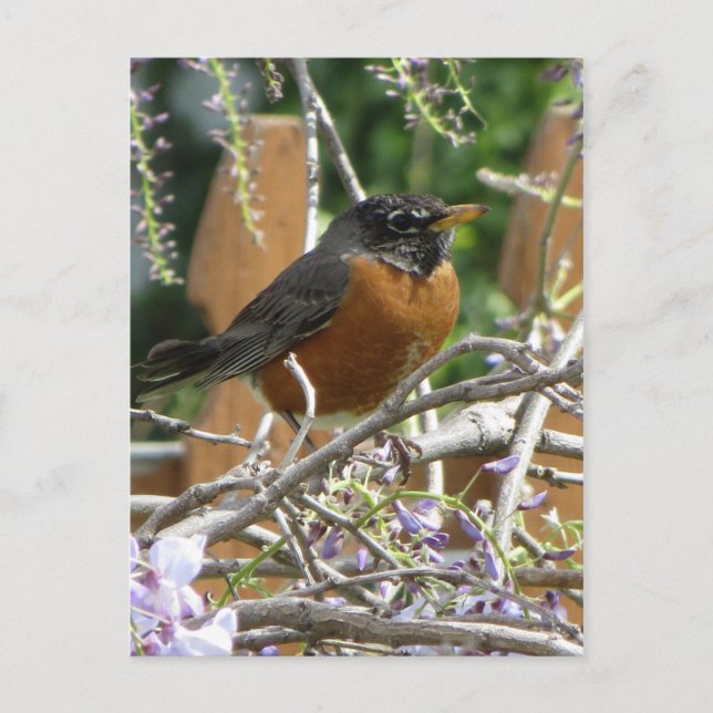 Postal Robin On Branch (Anverso)