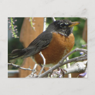 Postal Robin On Branch