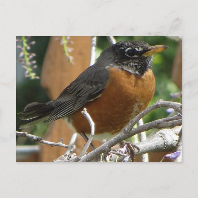Postal Robin On Branch (Anverso)