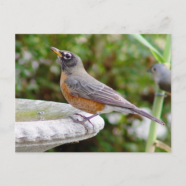 Postal Robin Postcard (Anverso)