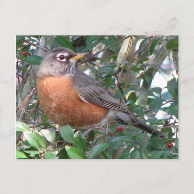 Postal Robin Postcard de invierno (Anverso)