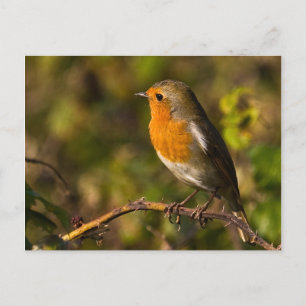 Postal Robin Postcard de invierno