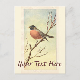 Postal Robin Postcard vintage