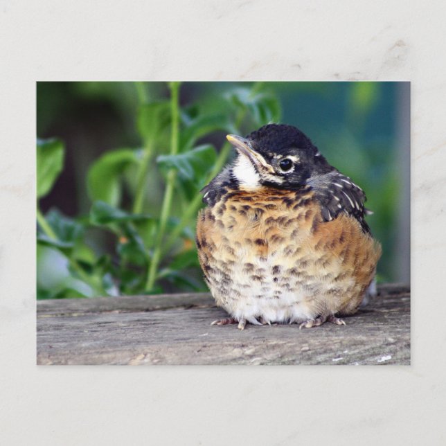 Postal Robin Red Breast PostCard (Anverso)