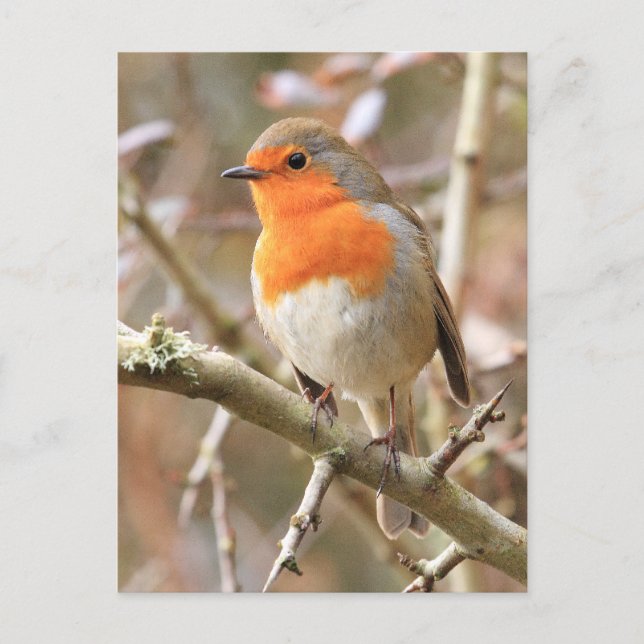 Postal Robin Redmama (Anverso)