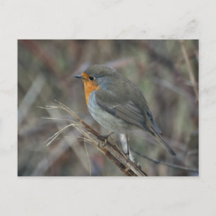 postal Robin redmama