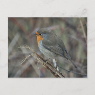 postal Robin redmama