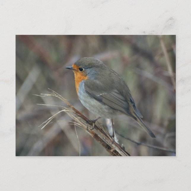 postal Robin redmama (Anverso)