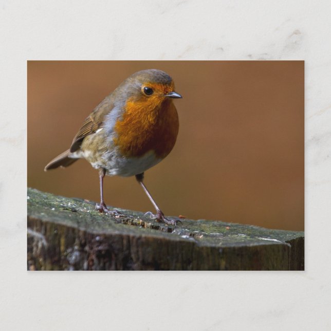 Postal Robin Redmama (Anverso)