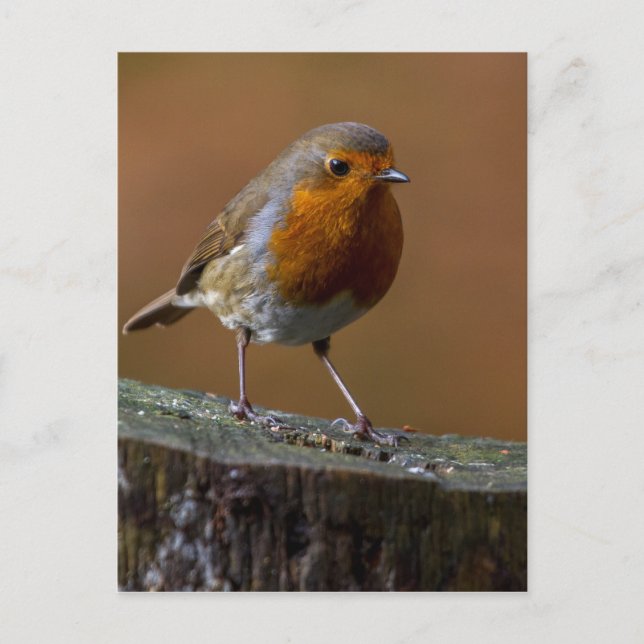 Postal Robin Redmama (Anverso)