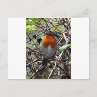 Postal Robin redmama