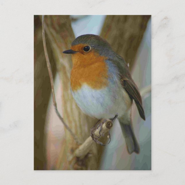Postal Robin Redmama (Anverso)