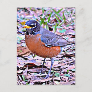Postal Robin (Robin americano)