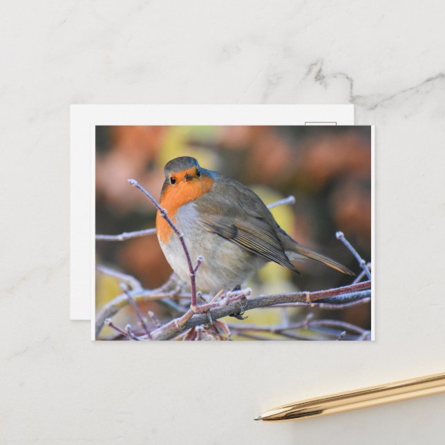 Postal Robin Sobre Un Twig Rocioso (Anverso/Reverso In Situ)