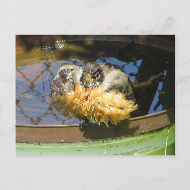 Postal Robin Tomando Bath (Anverso)