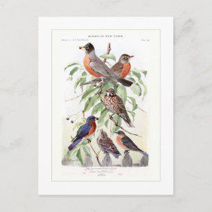 Postal Robin y Bluebird