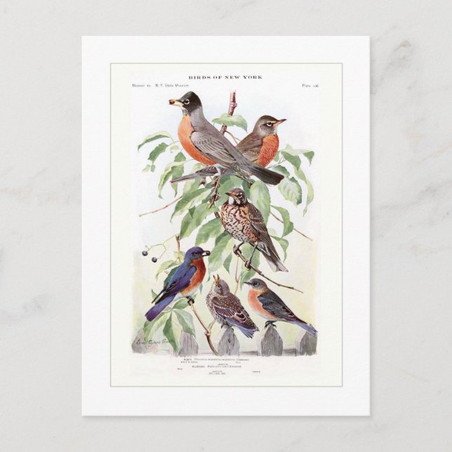 Postal Robin y Bluebird (Anverso)