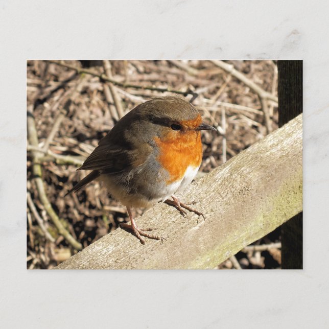 POSTAL ROBINS (Anverso)