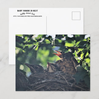 Postal Robins para bebés en la foto de animales salvajes 
