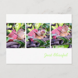 Postal Robins para la prevención