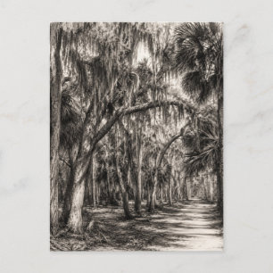 Postal Roble Hammock de la vieja Florida Dibujo a grafito