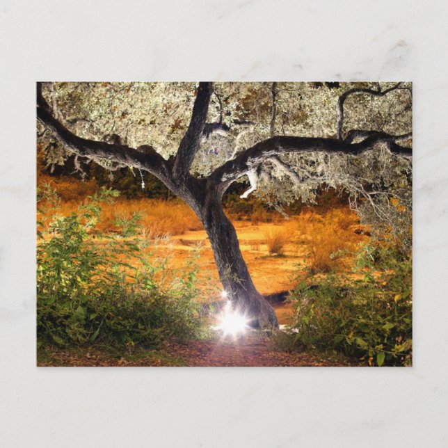 Postal Roble Trippy (Anverso)