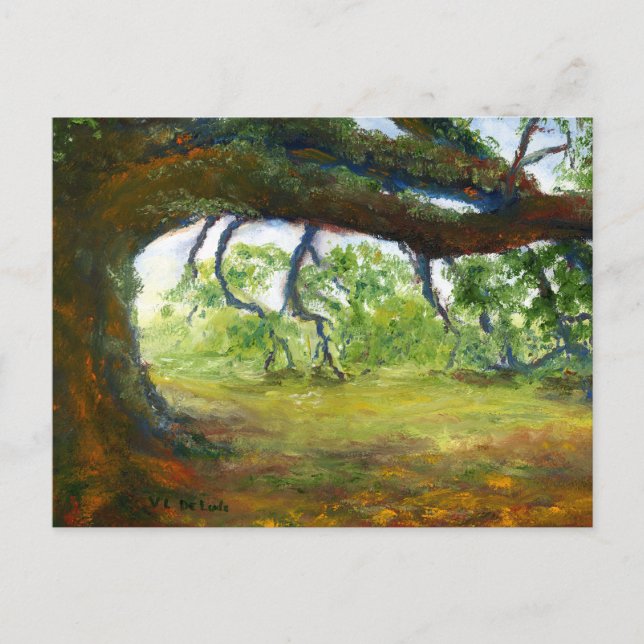 Postal Roble viejo enorme de Luisiana (Anverso)