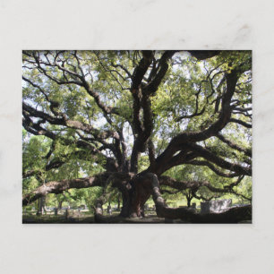 Postal roble vivo de glenwood