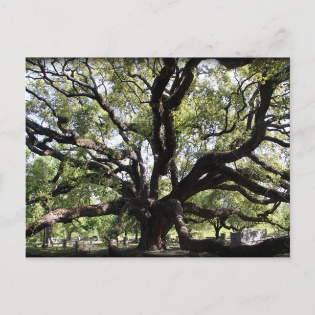 Postal roble vivo de glenwood (Anverso)