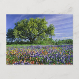Postal Roble Vivo y Pincel de Texas, y Texas