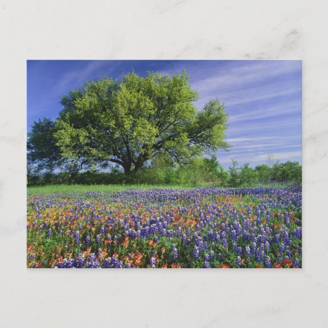 Postal Roble Vivo y Pincel de Texas, y Texas (Anverso)