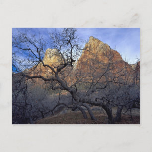Postal Robles en invierno, Corte de los Patriarcas