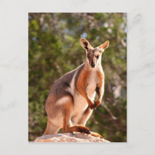 Postal Roca amarilla de Australia
