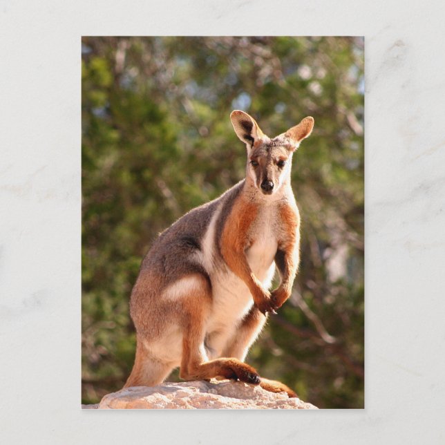 Postal Roca amarilla de Australia (Anverso)