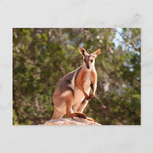 Postal Roca amarilla de Australia (Anverso)