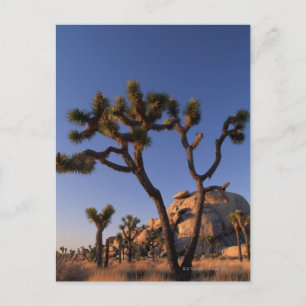 Postal Roca del cactus y del casquillo de Cholla, yuca