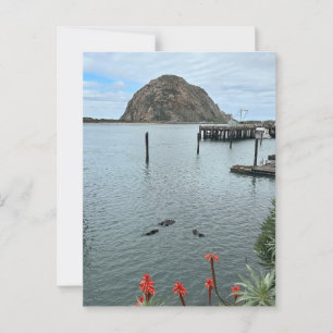 Postal Roca Morro Bay con nutrias