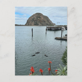 Postal Roca Morro Bay con nutrias