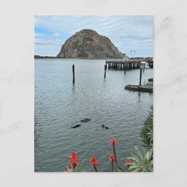 Postal Roca Morro Bay con nutrias (Anverso)