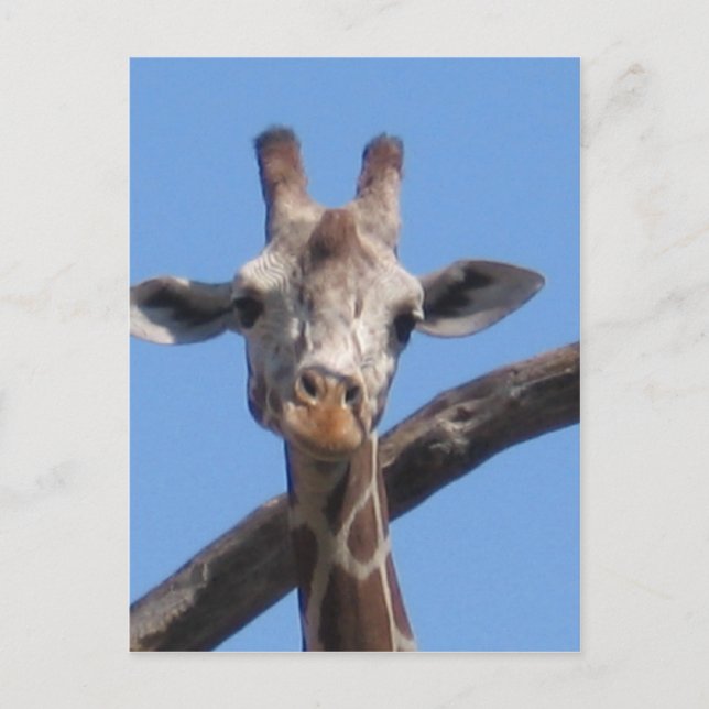 Postal Rocas de animales naturales (Anverso)