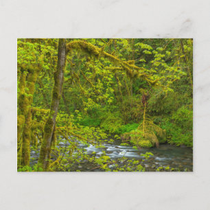 Postal Rocas De Mossy Y Árboles Linea Creek De Águila