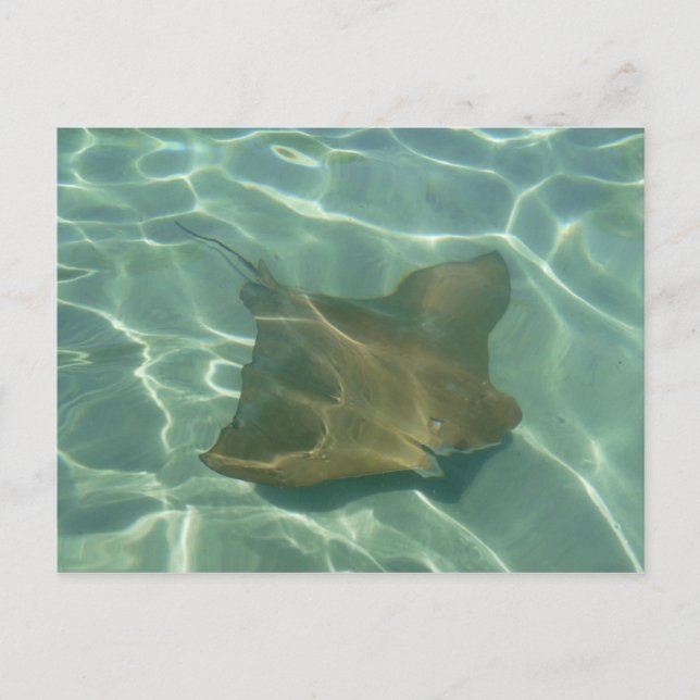 Postal Rochen im Meer Postkarte Grußkarte (Anverso)