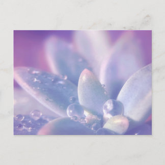 Postal Rocío de la mañana en Succulents