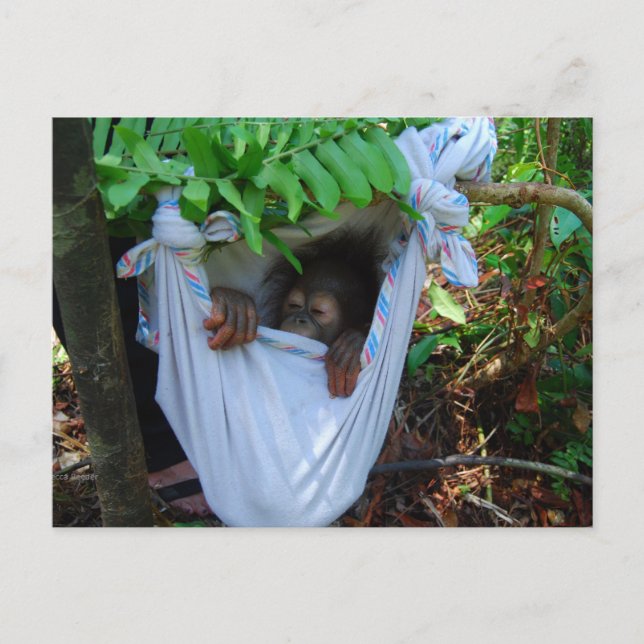 Postal Rock a Bye Baby Orangutan (Anverso)