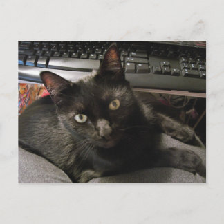 Postal Rock de los gatos negros